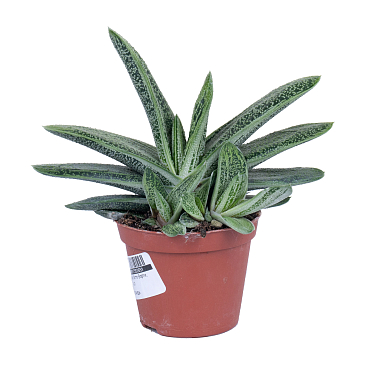 Гастерия Литтл Ворти