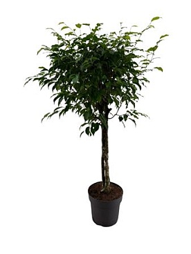 Ficus Be Excotica 3stem