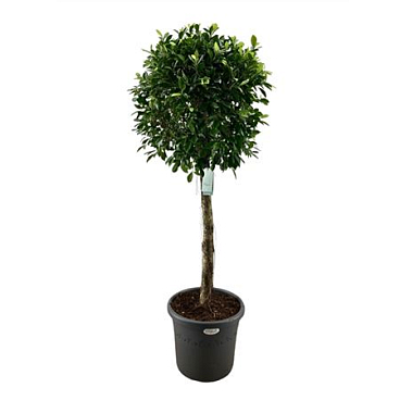 Ficus Nitida On Stem