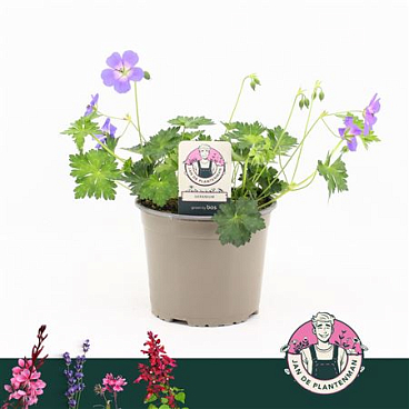 Geranium Wallichianum Bloom Me Away