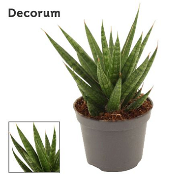 Sansevieria Francisii (dec)