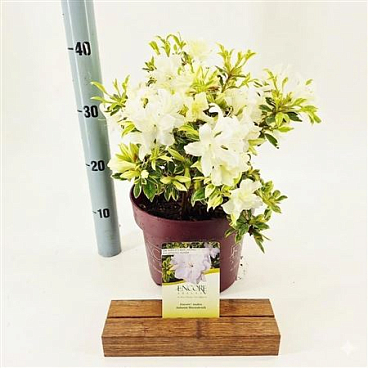 Rhodo Encore Autumn Moonstruck
