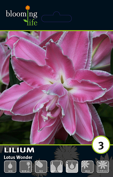 Лилия восточный махровый Лотус Вандер