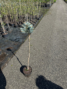 Ель колючая Глаука Глобоза штамб 80