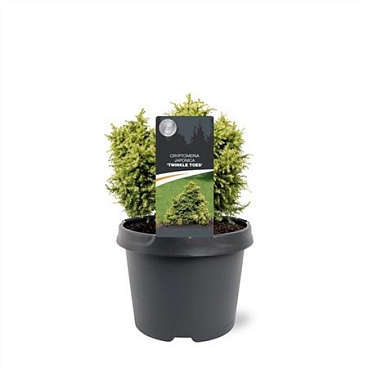 Cryptomeria Jap Twinkle Toes