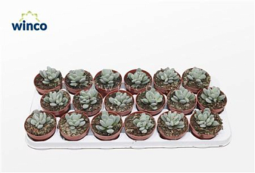 Adromischus Alstonii Ssp.
