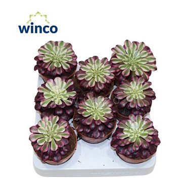 Aeonium Red Copper