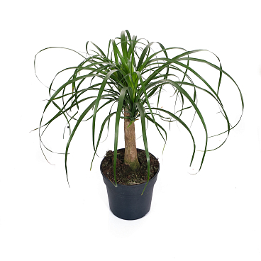 Нолина штамб