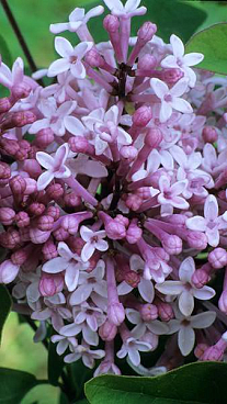 Сирень мейера Палибин штамб 80