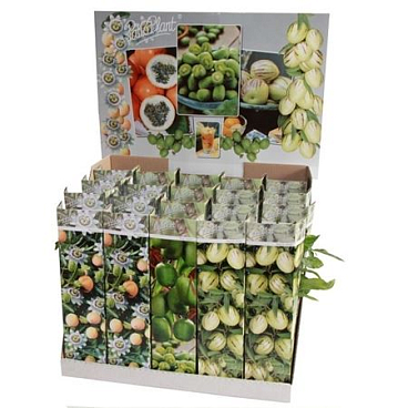 Fruit Mix Exotic
