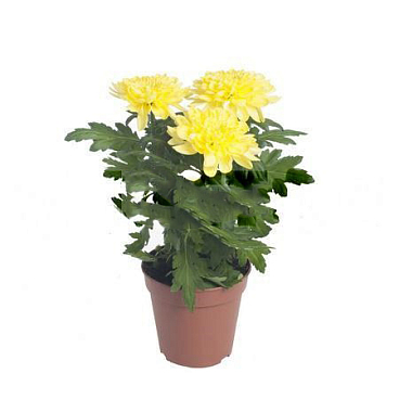 Хризантема зембла жёлтая