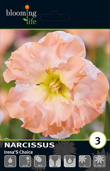 Нарцисс орхидный Иренас Чойс