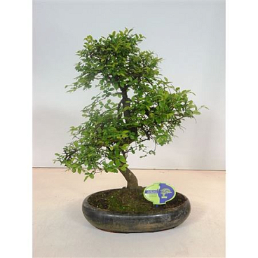 Bonsai Zelkova Parvifolia,  Without D.