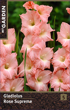 Гладиолус крупноцветковый Роуз Суприм
