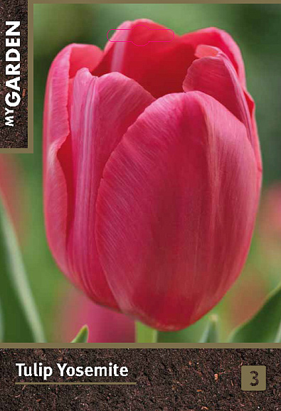 Тюльпан простой поздний Йосемит