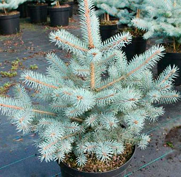 Ель колючая Блю Даймонд