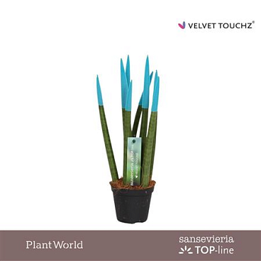 Sansevieria Velvet Touchz Big Blue