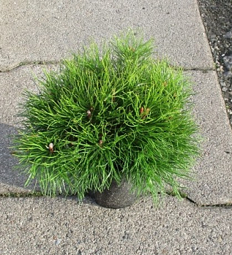 Сосна горная Мугус