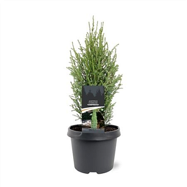 Juniperus Comm Compressa