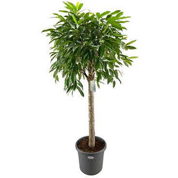 Ficus Bin Amstel King On Stem.