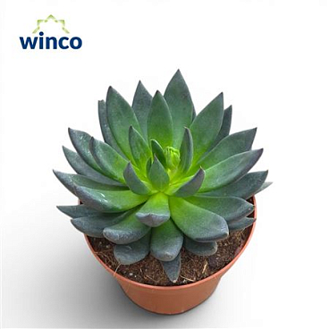 Echeveria Black Prince