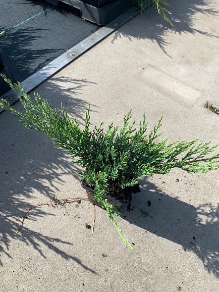 Можжевельник казацкий Рокери Гем