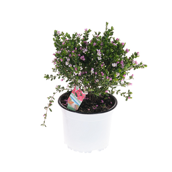 Борония розовая