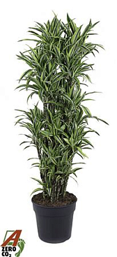 Dracaena Lemon Lime Branched