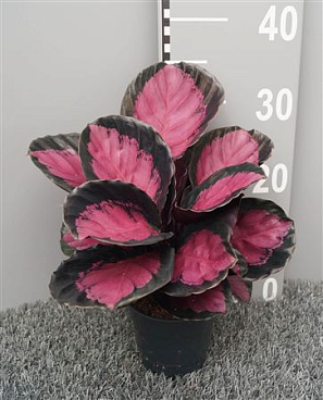 Calathea Roseopicta Mysty Red