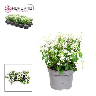 Euphorbia White