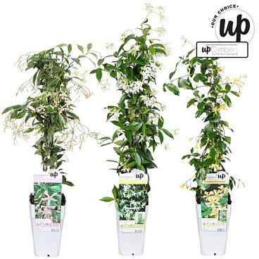 Trachelospermum Mix (our Choice)