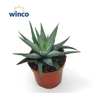 Haworthia Fasciata Concolor