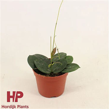 Hoya Vangviengiensis