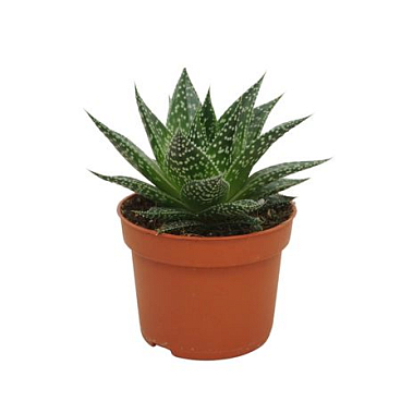 Gasteria Durban 10,5 Cm