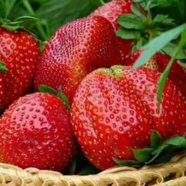 Земляника Зефир