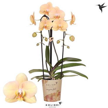 Phal 2st Cascade Golden River (ok)