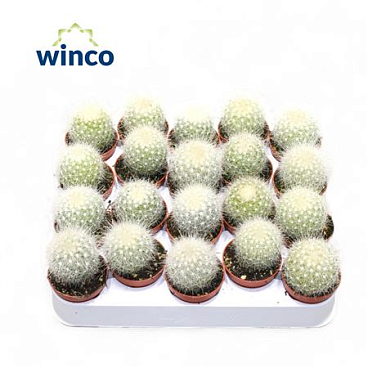 Mammillaria Senilis