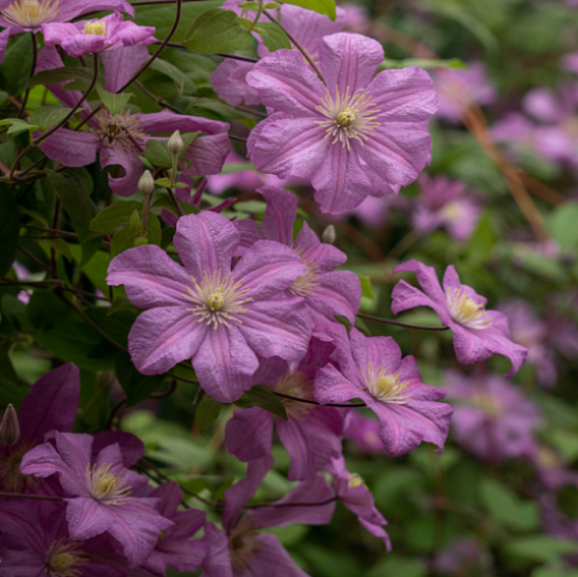 Клематис гибридный Комтесс Де Бушо