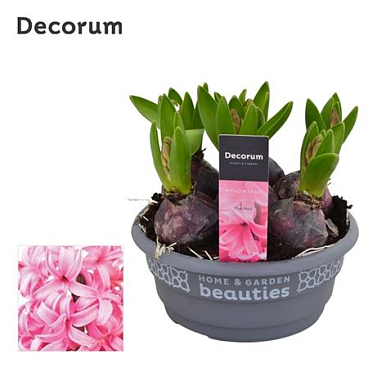 Hyacinthus Pink Pearl Bowl (decorum)