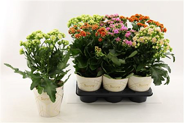Kalanchoe Sunny Mix In Tray