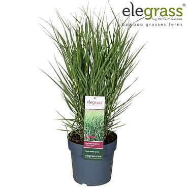 Panicum Virgatum Apache Rose
