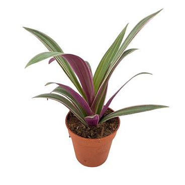 Tradescantia
