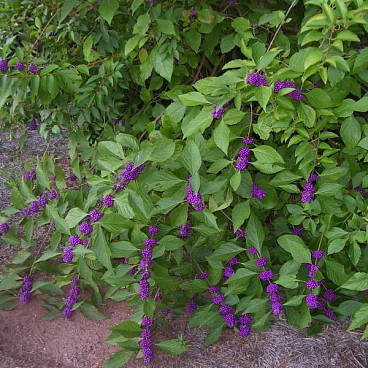 Красивоплодник бодиньера Профьюжн (в тубе)