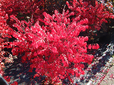 Бересклет крылатый Компактус