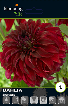 Георгина декоративная Спартакус