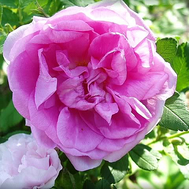 Роза парковая Васагейминг