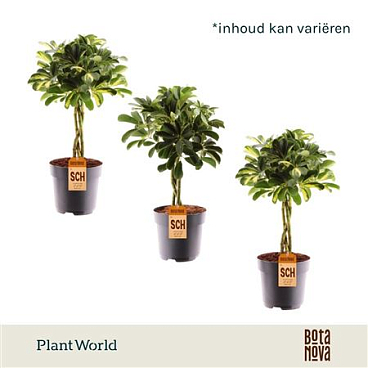 Schefflera Twisted Mix (gold Capella & Compacta)