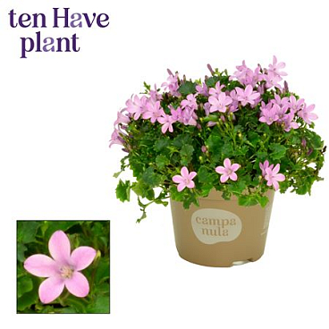 Campanula Porto Pink