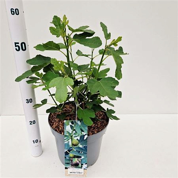 Ficus Carica Brown Turkey