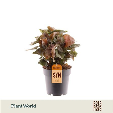Syngonium Maria